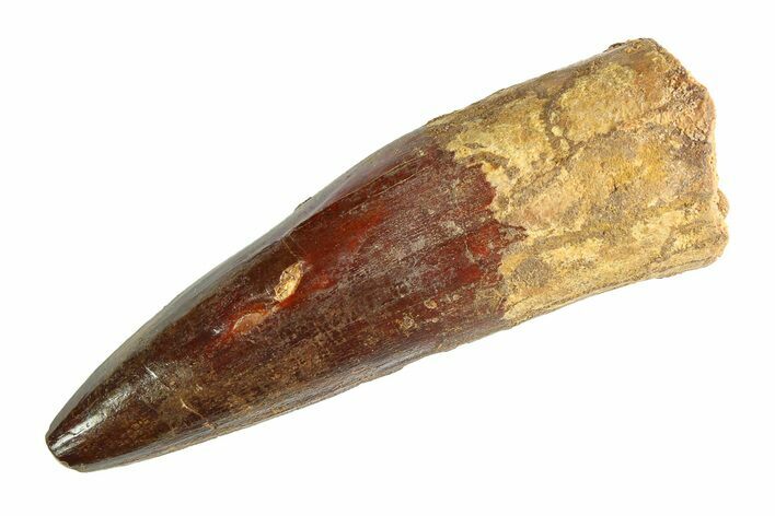 Real Fossil Spinosaurus Tooth - Huge Dinosaur Tooth #346751